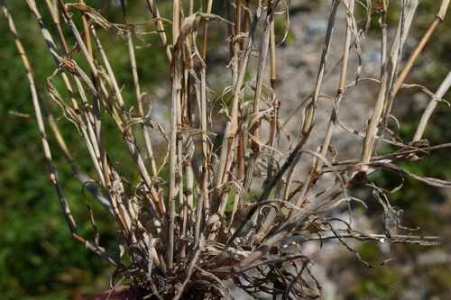 Phleum paniculatum, photograph 6