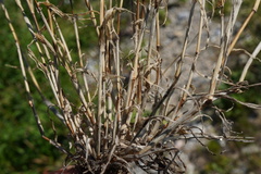 Phleum paniculatum, photograph (c) Patrick Hacker, some rights reserved (CC BY)