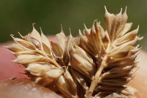 Phleum paniculatum, photograph 4