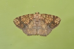 Nematocampa completa