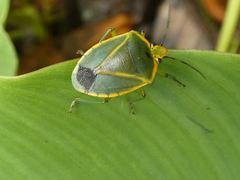 Chinavia nigritarsis