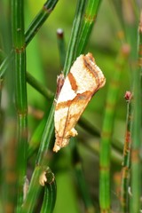 Epitymbia isoscelana