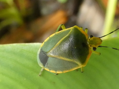 Chinavia nigritarsis