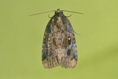 Hampsonodes