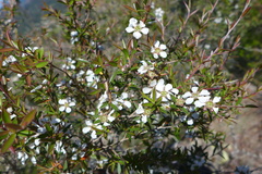 Leptospermum luehmannii