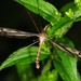 Tipula furca - Photo (c) Jason M Crockwell, algunos derechos reservados (CC BY-NC-ND), subido por Jason M Crockwell