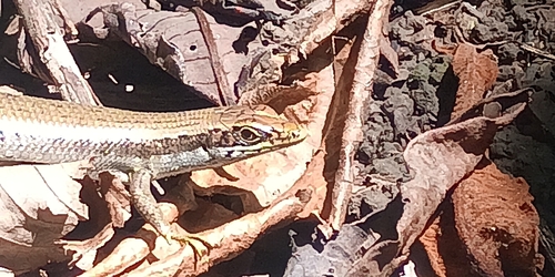 Adamastor Skink, Trachylepis adamastor