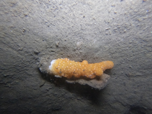 Photo of Dead man's fingers (Alcyonium palmatum)