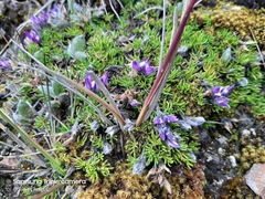 Lupinus microphyllus