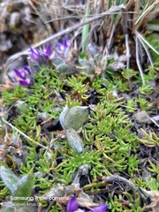Lupinus microphyllus