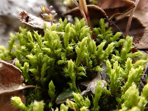 Niphotrichum ericoides observed 2025-08-07