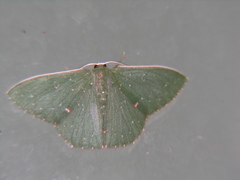 Prasinocyma iosticta