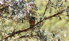 Diglossa brunneiventris