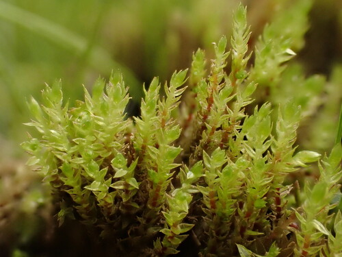 Pohlia drummondii observed 2025-08-07