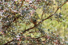 Diglossa brunneiventris