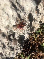 Araneae