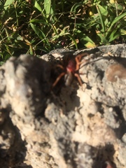 Araneae
