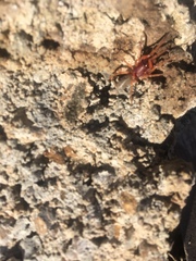 Araneae