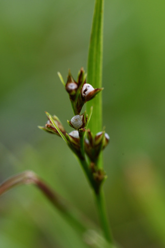 Scleria biflora iNat (3)