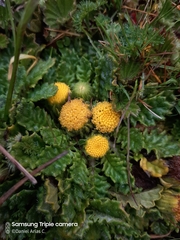 Senecio repens