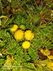 Senecio repens