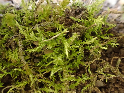 Sciuro-hypnum latifolium