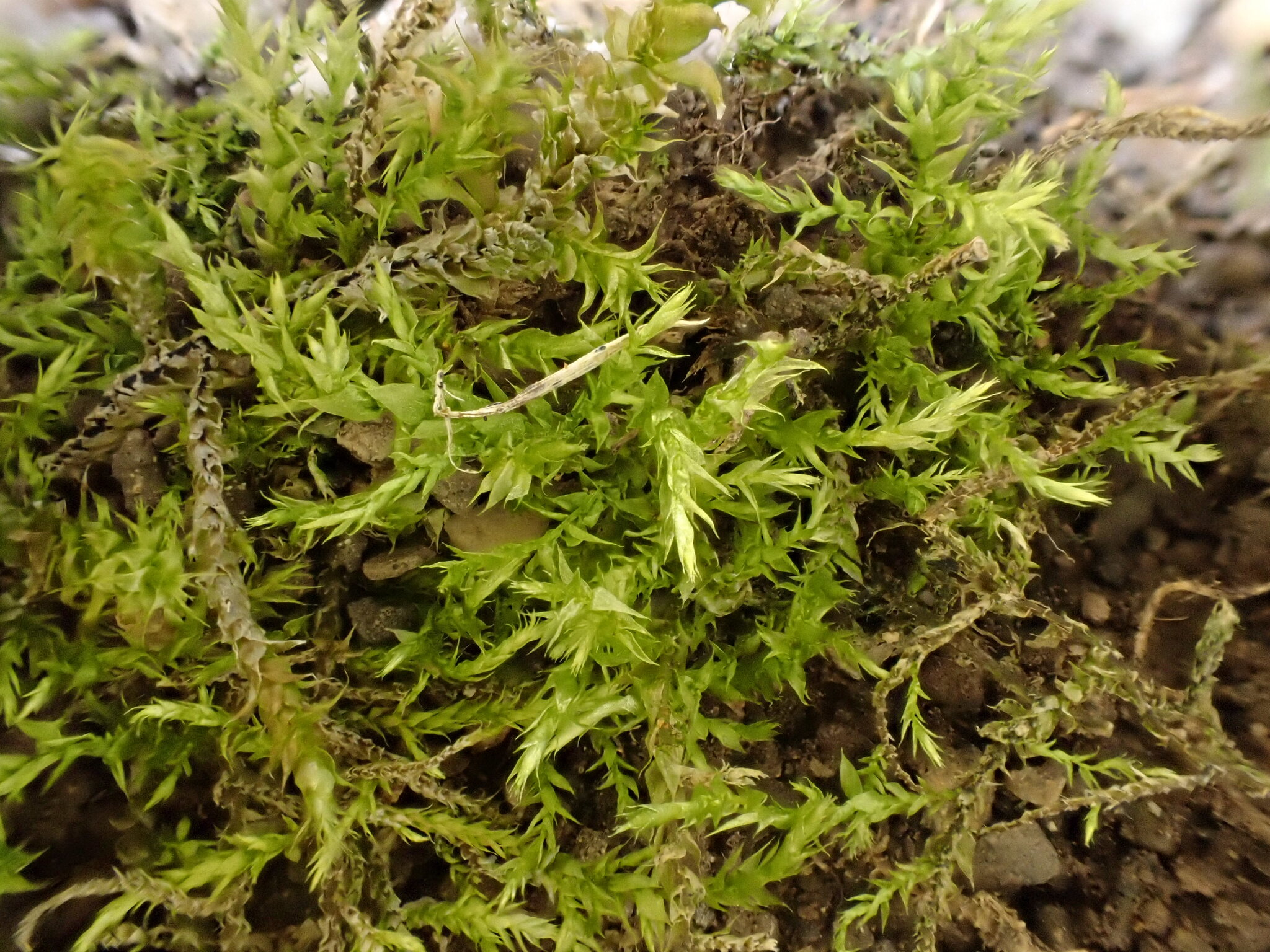 Sciuro-hypnum latifolium