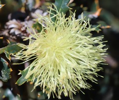 Banksia squarrosa