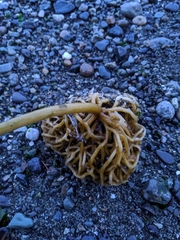 Lessoniaceae