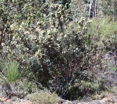 Banksia squarrosa