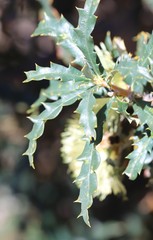 Banksia squarrosa