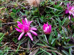 Hypochaeris sessiliflora