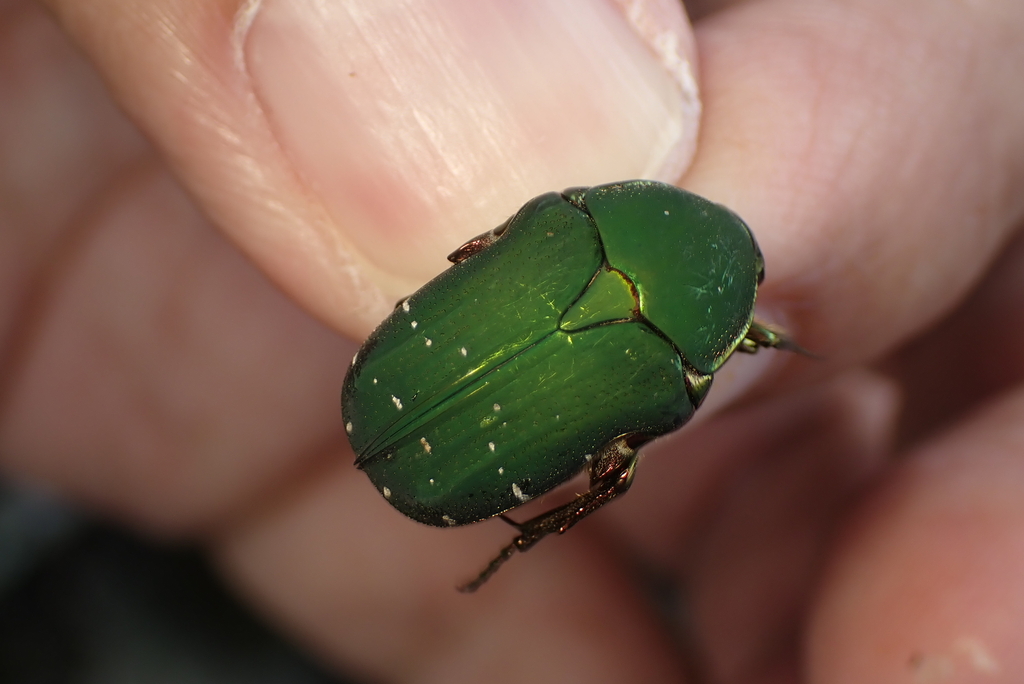Cetonia prasinata