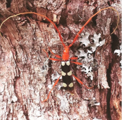 Achenoderus octomaculatus