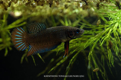 Siamese Fighting Fish photo 2