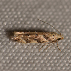 Coleotechnites coniferella