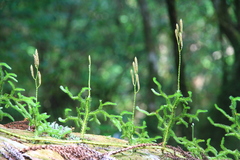 Lycopodium japonicum