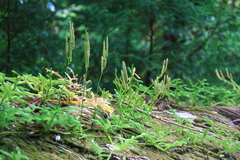 Lycopodium japonicum