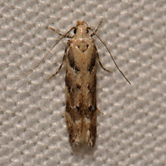 Coleotechnites coniferella