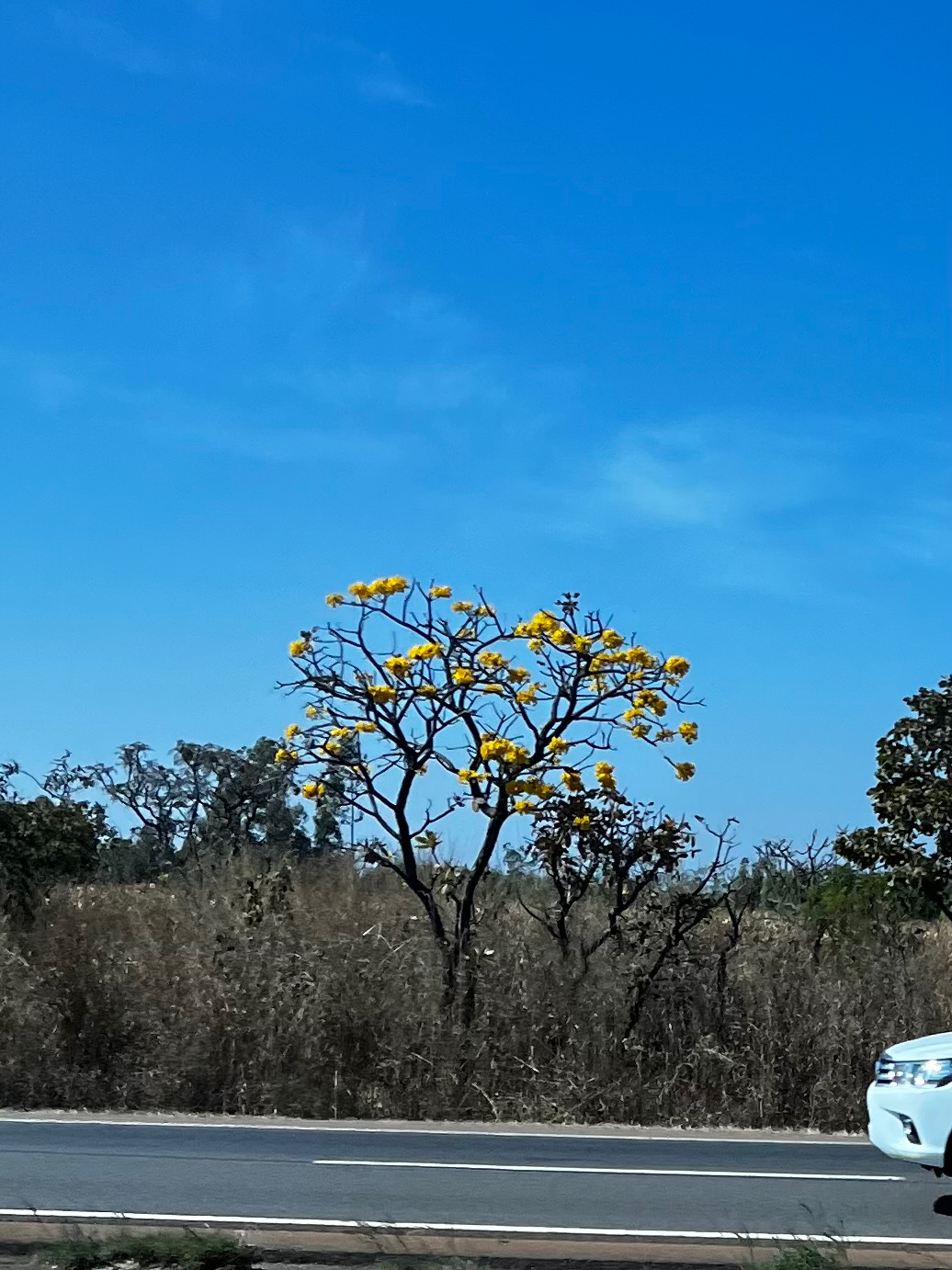 Handroanthus ochraceus