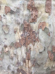 Platanus × hispanica