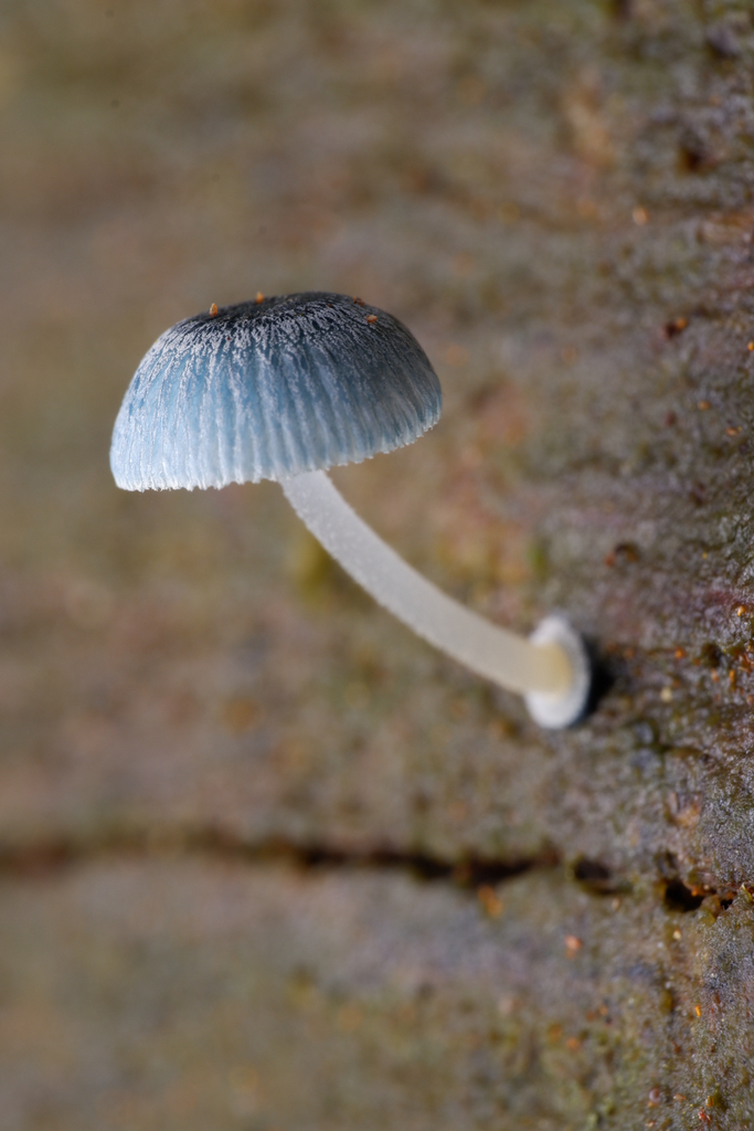 Mycena interrupta · August 2025 · photo: © celadonfern (iNaturalist, cc-by)