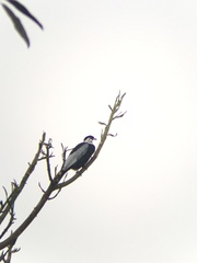 Gymnoderus foetidus