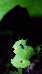 Cicindelina