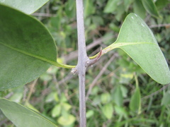 Pisonia aculeata
