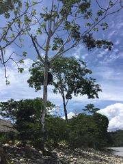 Psittacanthus cucullaris