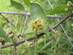Pisonia aculeata