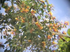 Psittacanthus cucullaris