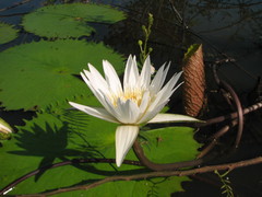 Nymphaea ampla