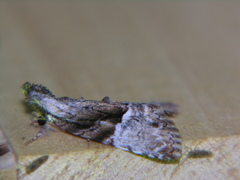 Alophosoma emmelopis